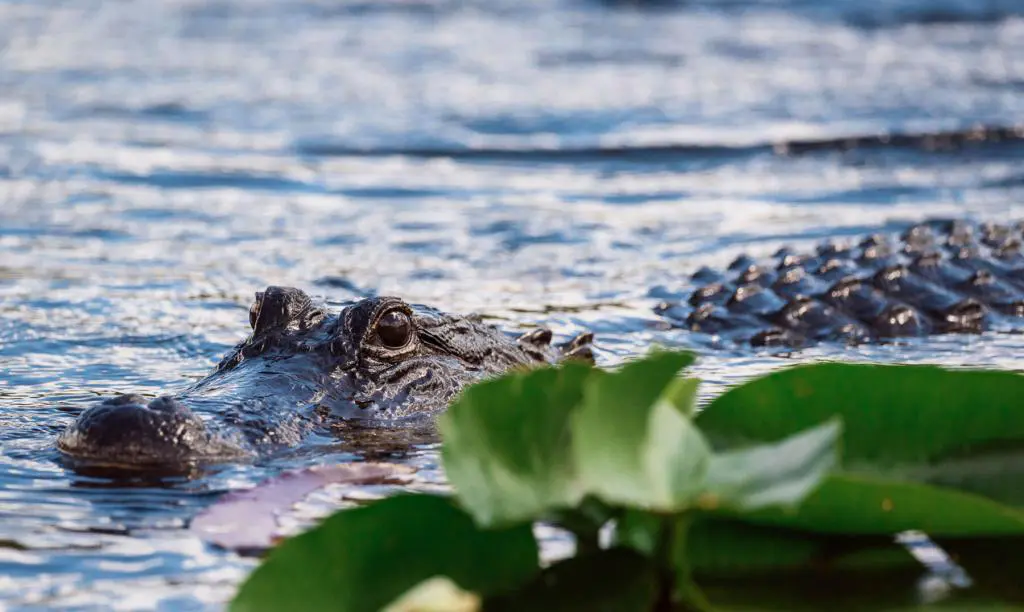 Discover the Wild Side: Day Trip to the Everglades from Miami