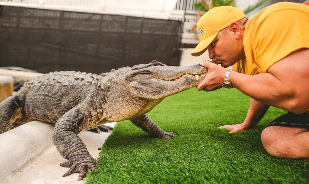 visitors can enjoy an alligator show at Miami Gator Park with a Day Trip to the Everglades from Miami