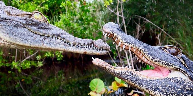 Are Alligators Or Crocodiles in Florida  