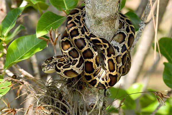 How Burmese Pythons Took Over the Florida Everglades