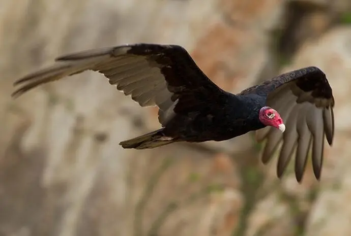 Vultures fall migration to Florida, known for puking for protection