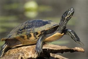 Everglades Turtles | Everglades Holiday Park